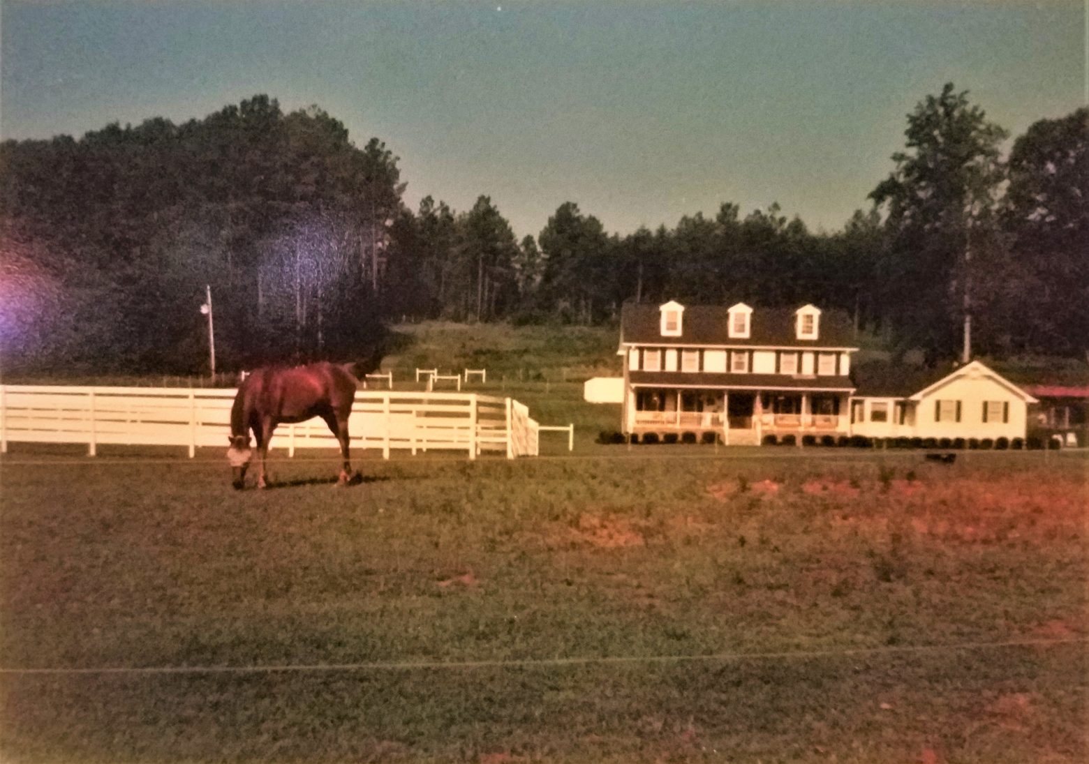 Horse Boarding Easley SC