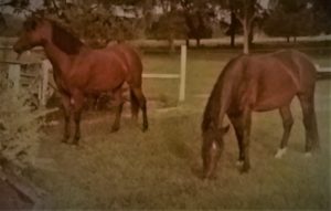 Horse Boarding Easley SC