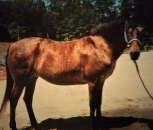Horse Boarding Easley SC