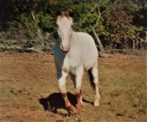 Horse Boarding Easley SC
