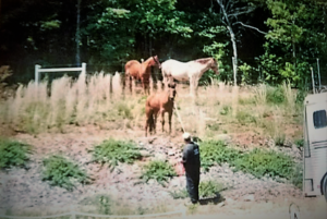 Horse Boarding Easley SC